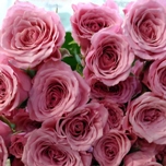 Star Blush Rose ramifiée d'Equateur Ethiflora